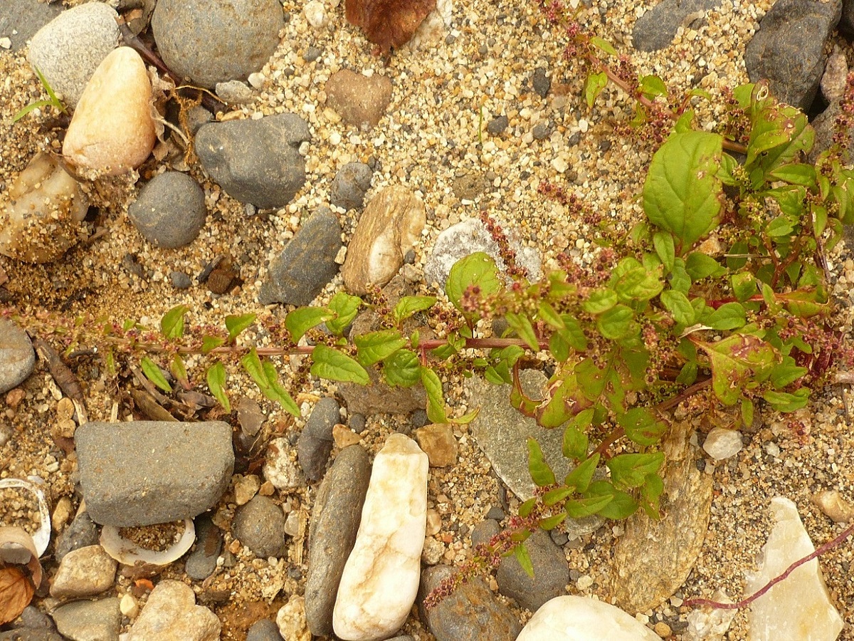 Lipandra polysperma (Amaranthaceae)